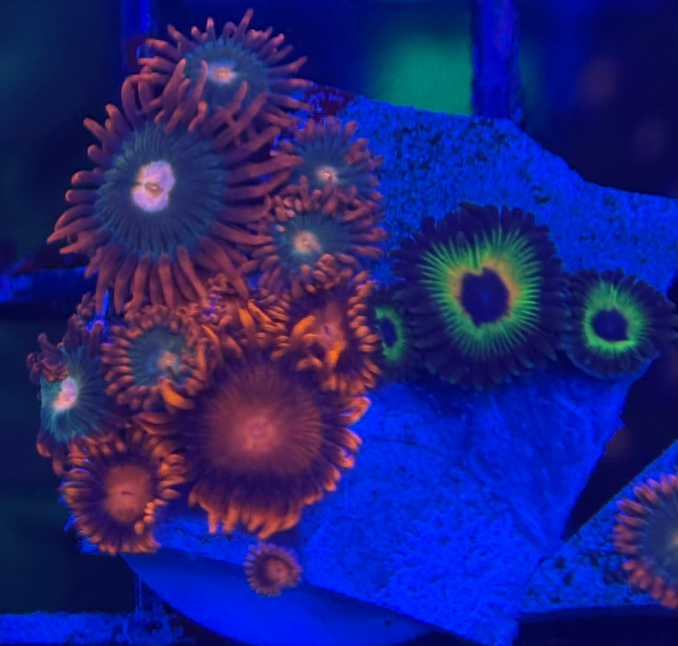 HD Gatorade + Bob Marley + Bam Bam Zoas - 16+ Polyps! - WYSIWYG
