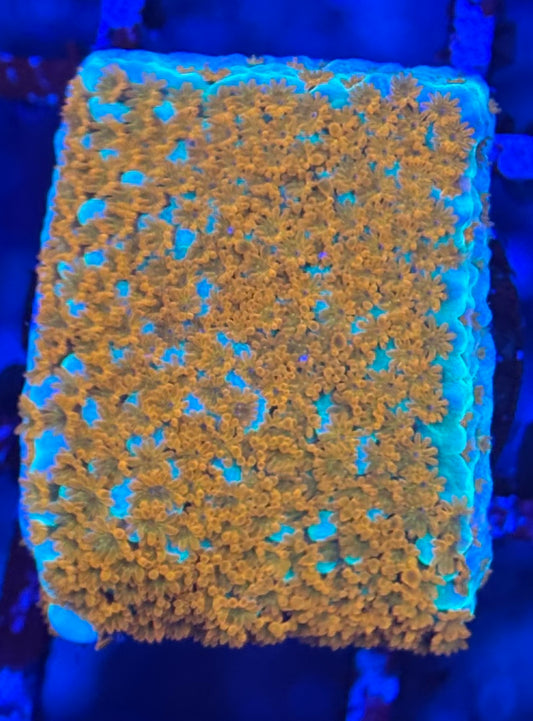 HD (ACI) Aquaman Monti - Frag - WYSIWYG