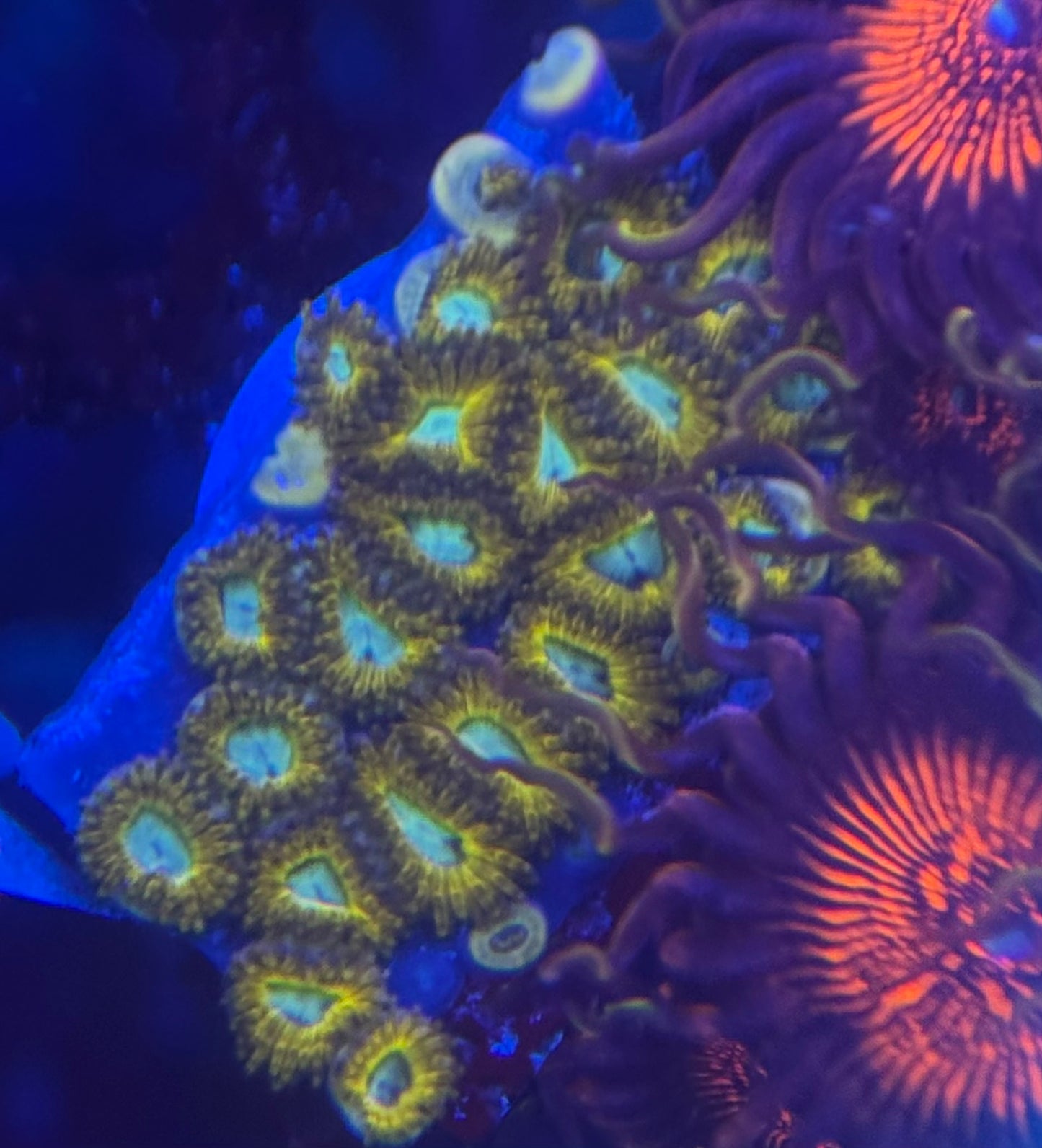 HD (ECC) Pikachu Zoas - 22+ Polyps! - WYSIWYG