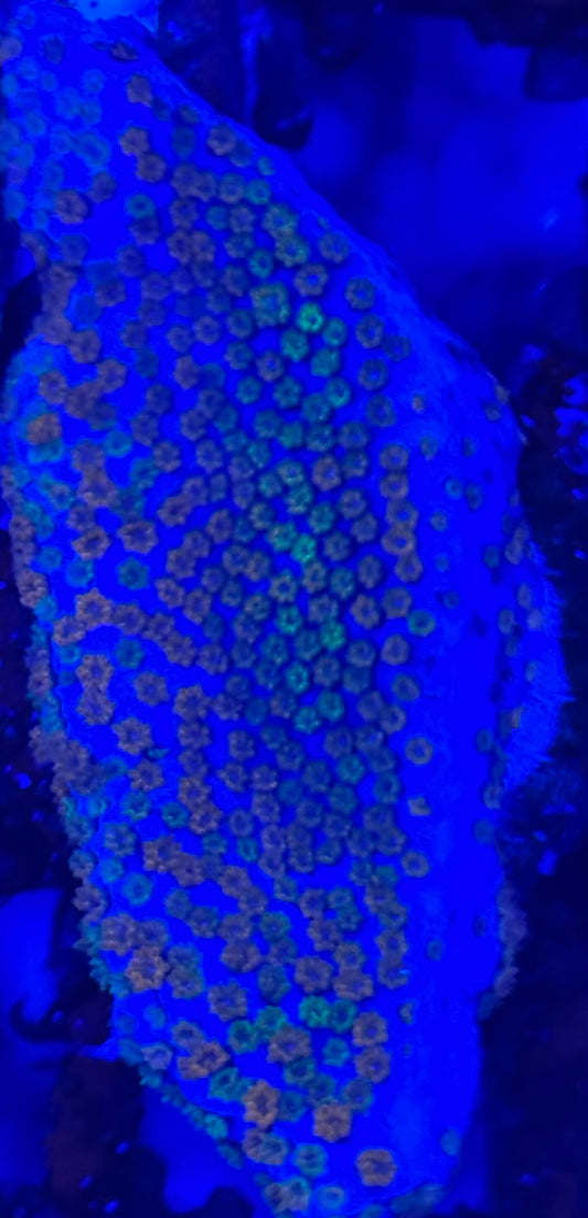 HD (ACI) Rainbow Monti - Frag- WYSIWYG