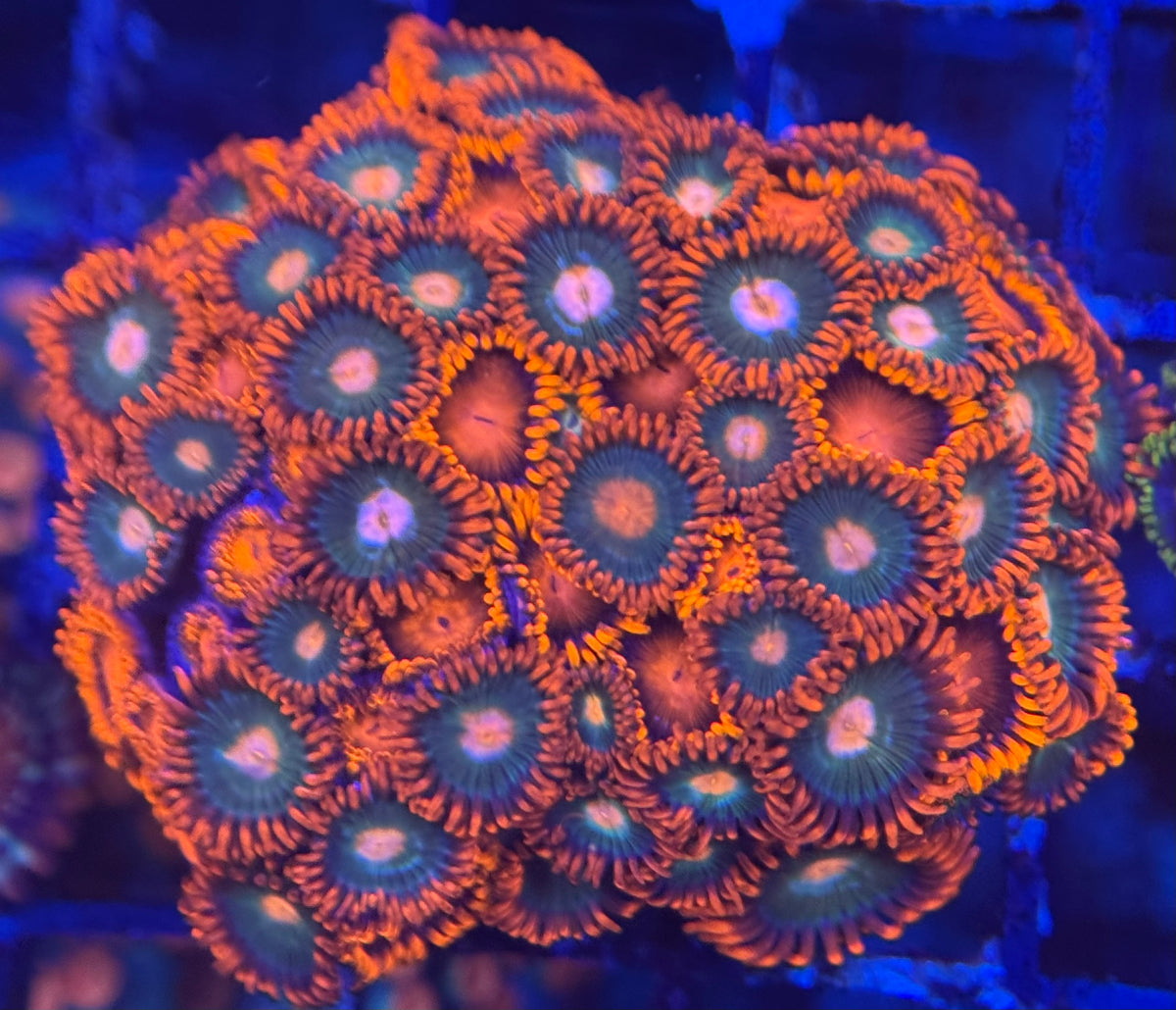 HD (ECC) Bam Bams + Gatorades Zoas - 58+ Polyps