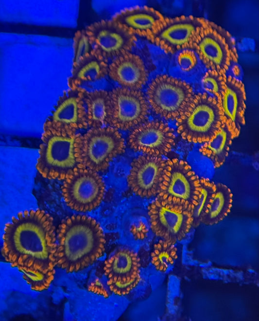 HD (ACI) Fruit Loops Zoas - 36+ Polyps