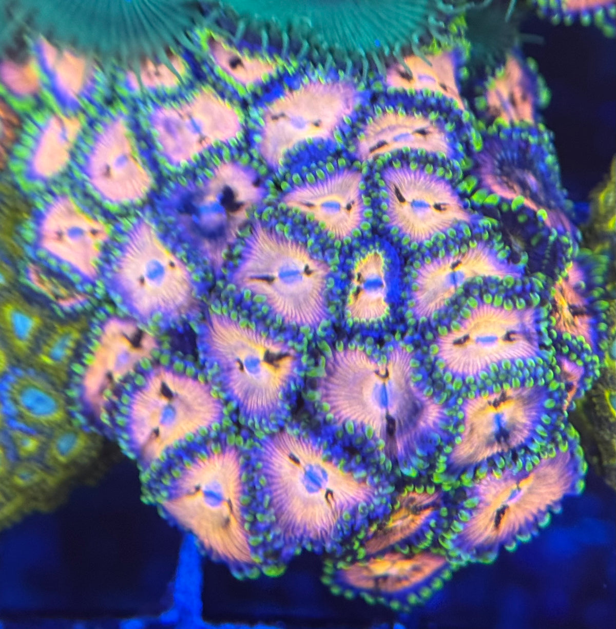 HD (ACI) Nirvana Zoas - 36+ Polyps
