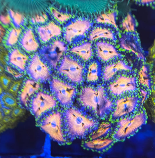 HD (ACI) Nirvana Zoas - 36+ Polyps