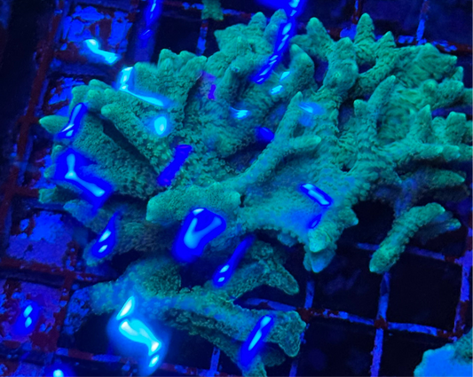 WYSIWYG - HD (ACI) Neon Green Birdsnest Chunk