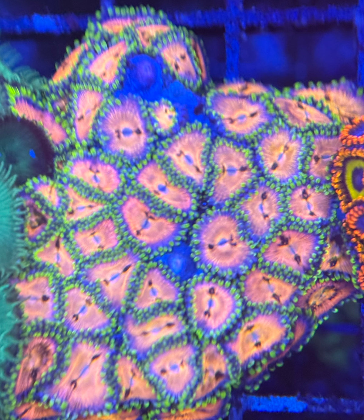 HD (ACI) Nirvana Zoas - 45+ Polyps