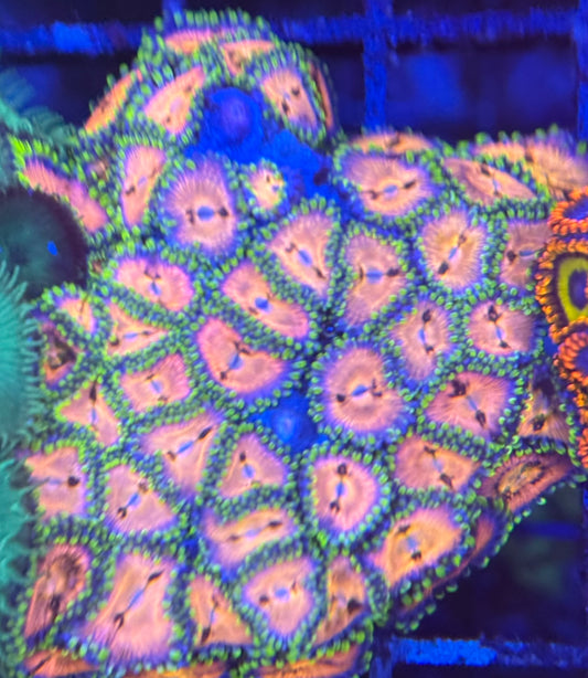 HD (ACI) Nirvana Zoas - 45+ Polyps