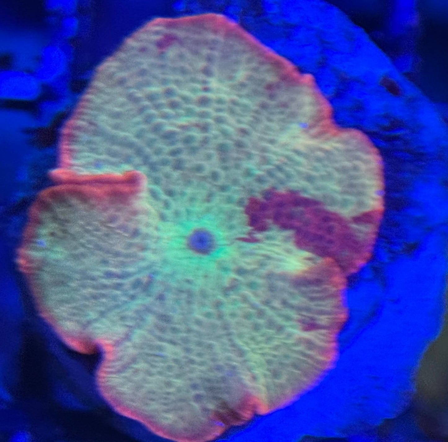 HD OG Eclectus Jawbreaker Mushroom - Cut To Order Frag