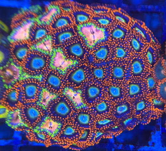 HD (TSA) Circus Freaks + Nirvana Zoas - 60+ Polyps