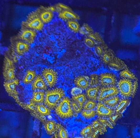 HD (ECC) Pikachus Zoas - 40+ Polyps
