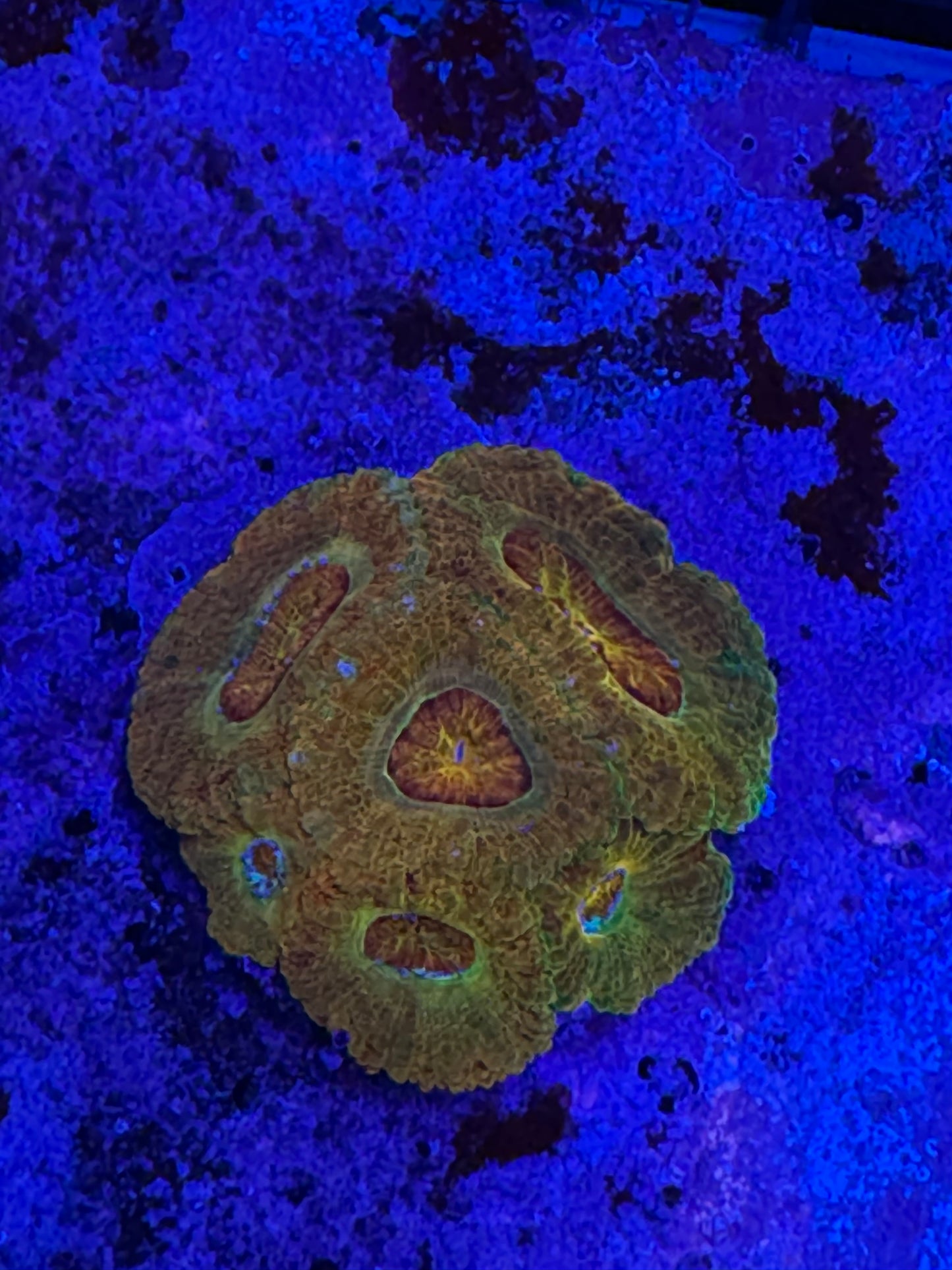 HD (BSA) Killshot Acan - Cut To Order Frag
