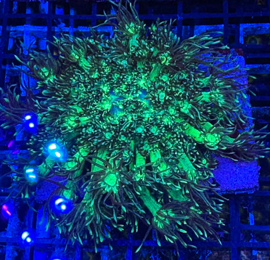 HD Dark Star Goni - Cut To Order Frag!