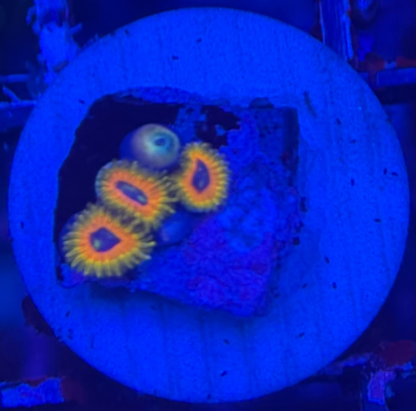HD (TCK) Great Owl Zoas - 4 Polyps! - WYSIWYG