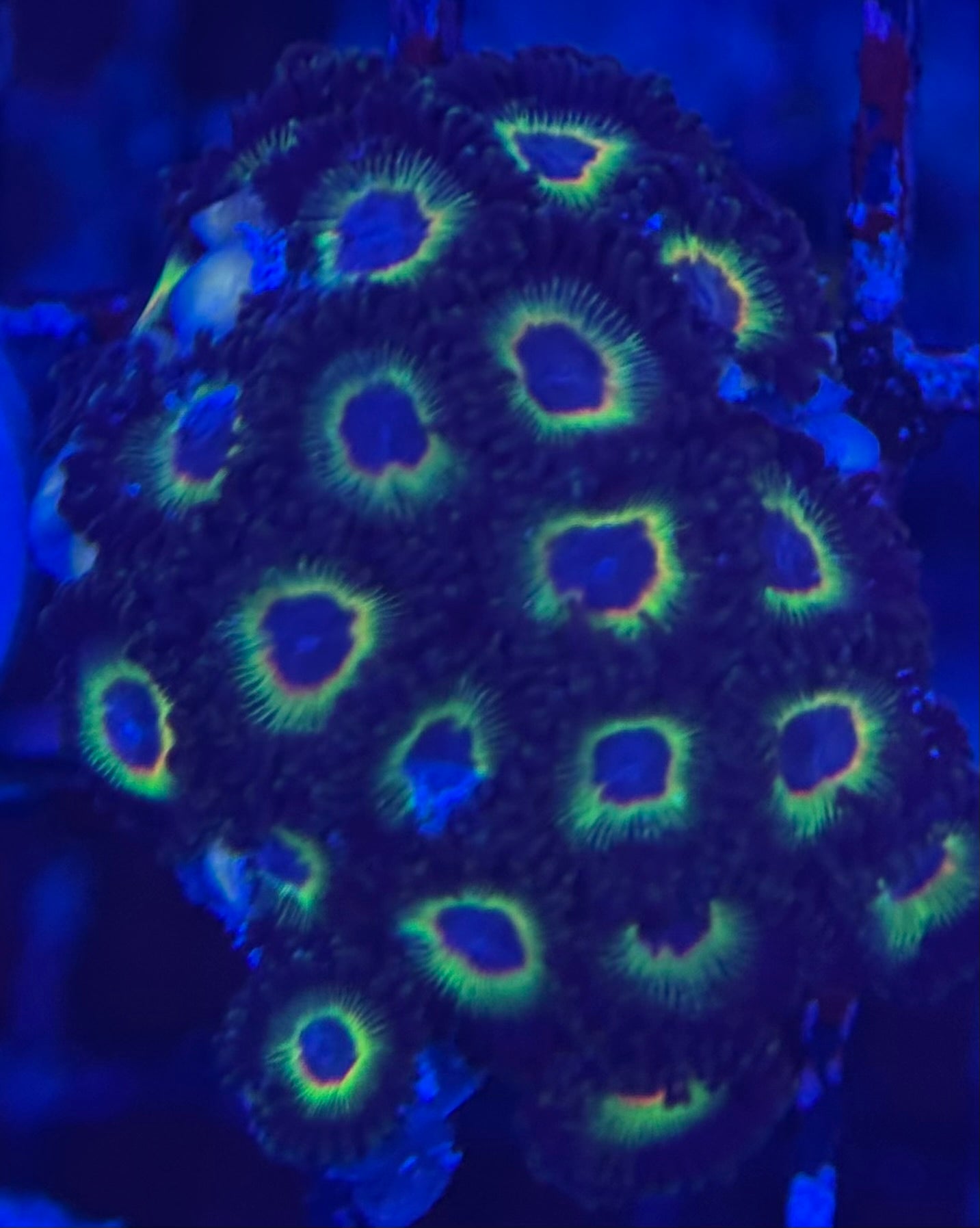 HD (ECC) Bob Marley Zoas - 23+ Polyps! - WYSIWYG