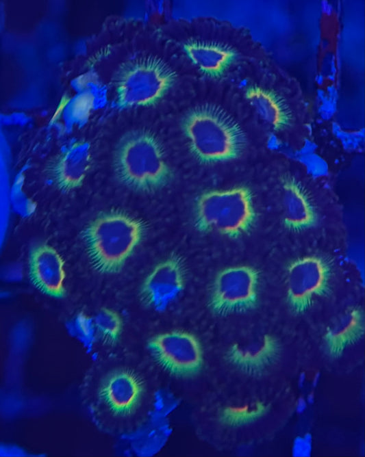 HD (ECC) Bob Marley Zoas - 23+ Polyps! - WYSIWYG