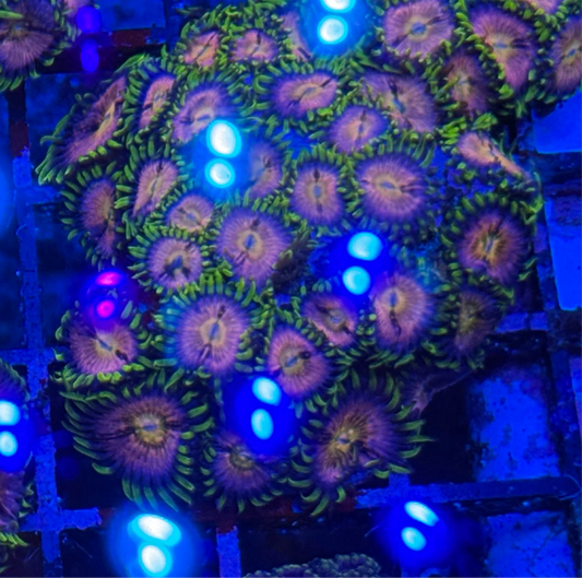 WYSIWYG - HD (ACI) Nirvana Zoas - 24+ Polyps