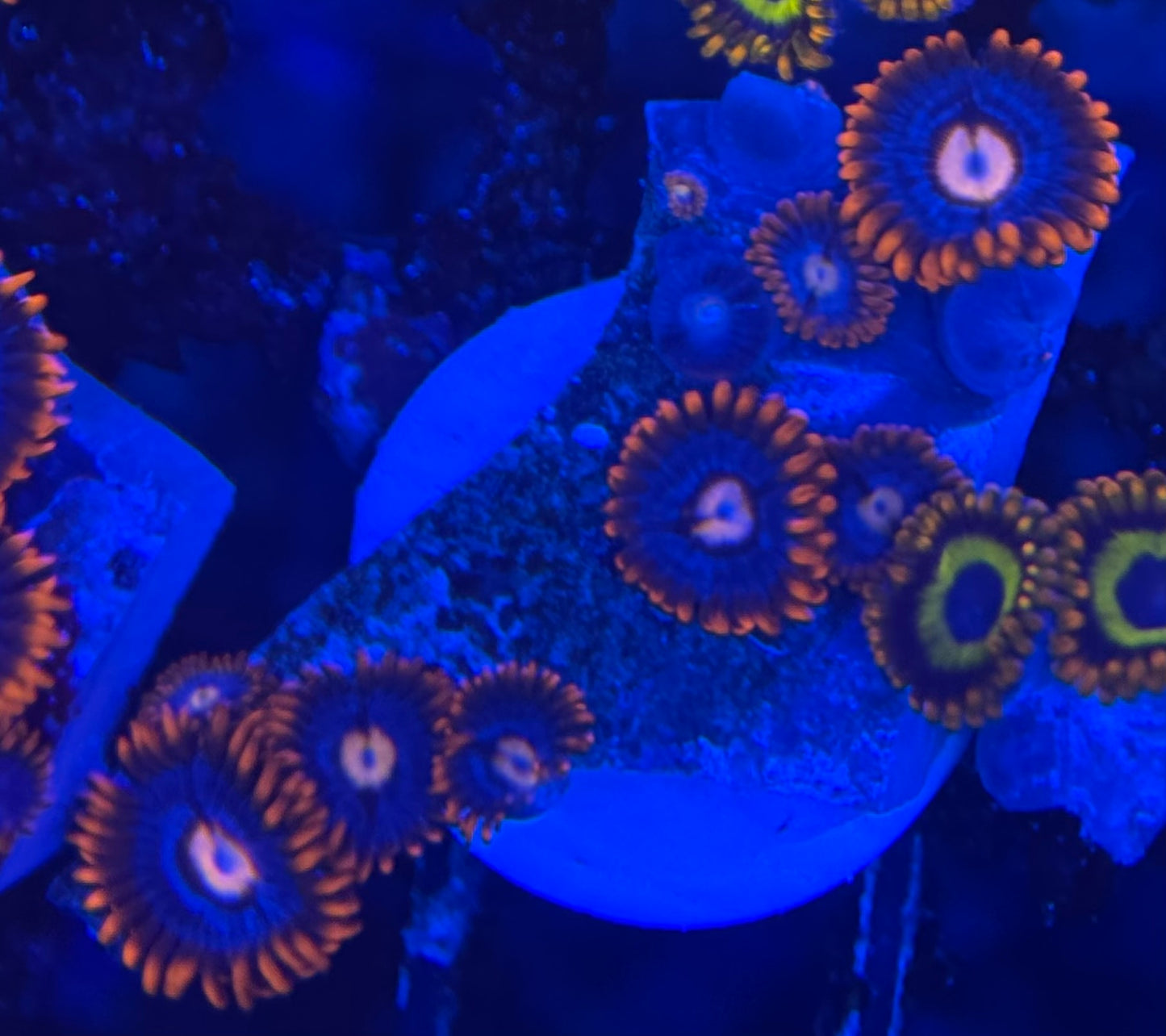 HD Fruit Loops + Fire and Ice Zoas- 13+ Polyps! - WYSIWYG