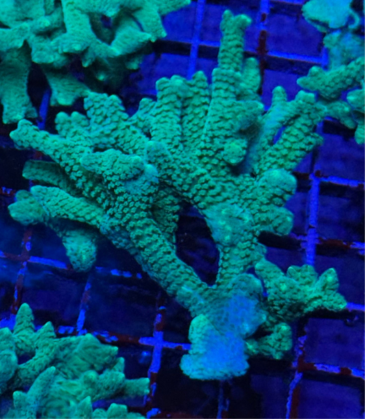 WYSIWYG - HD (ACI) Neon Green Birdsnest Chunk