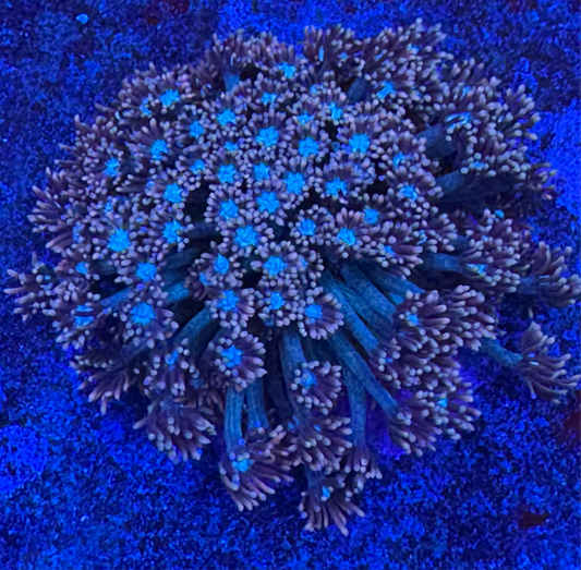 HD (TCK) Rocket Pops Goni - Cut To Order Frag!