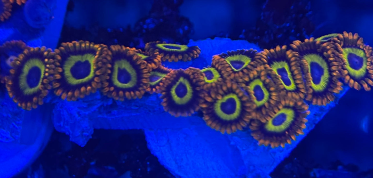 HD (ACI) Fruit Loops Zoas - 15+ Polyps! - WYSIWYG