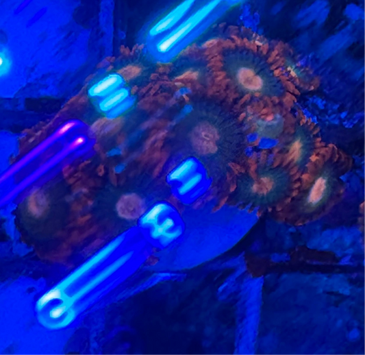 WYSIWYG - HD Gatorade Zoas - 11+ Polyps