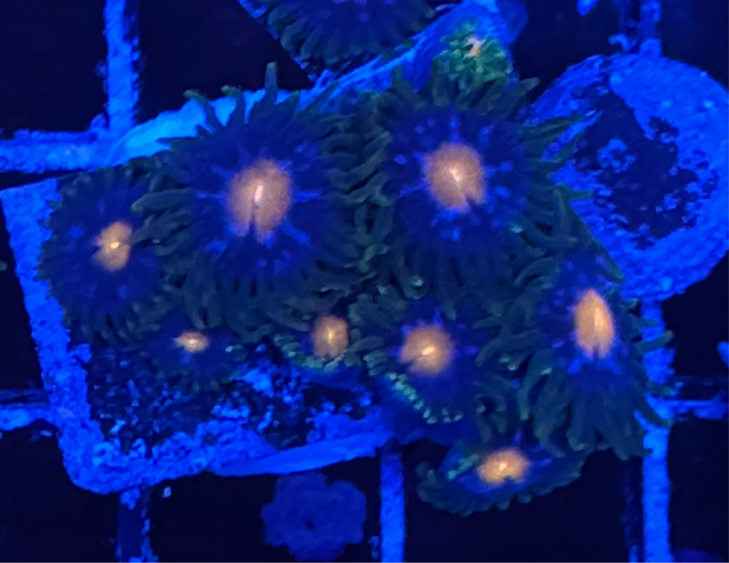 WYSIWYG - HD Jersey Blow Pops Zoas - 8+ Polyps
