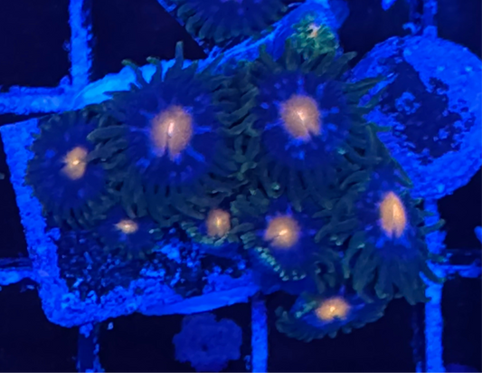WYSIWYG - HD Jersey Blow Pops Zoas - 8+ Polyps