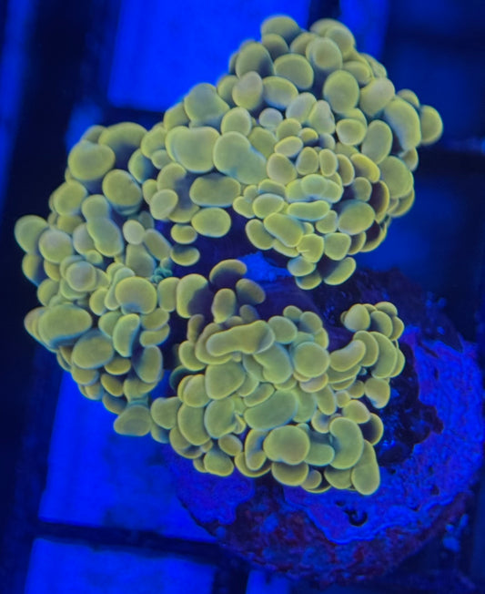 HD Orange Kush Hammer - 2/3 Heads