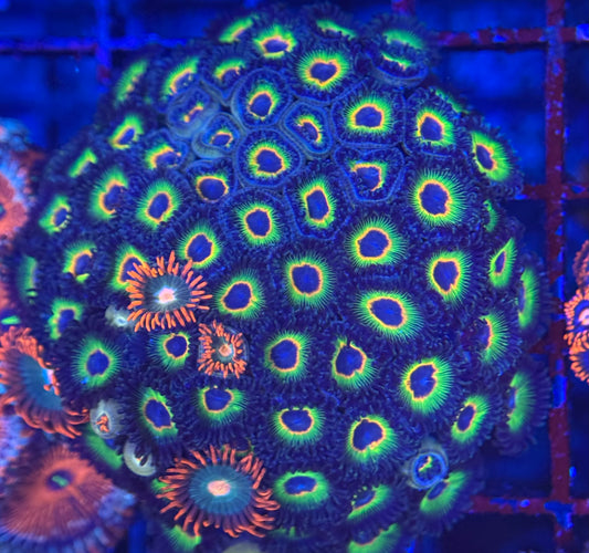 HD Bob Marley + Friends Zoas - 57+ Polyps! - WYSIWYG