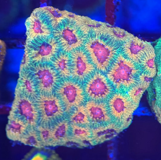 HD Fascination Favia - WYSIWYG