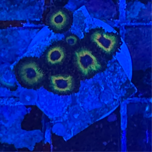 WYSIWYG - HD Bob Marley Zoas - 7+ Polyps