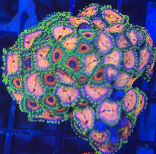 HD (ACI) Orange Sherberts and Nirvanas Zoas - 45+ Polyps