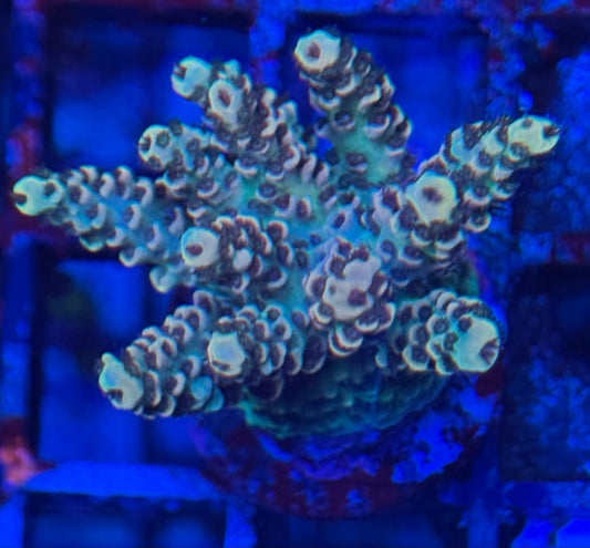 HD No Name Cultured Acro - WYSIWYG