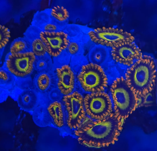 HD (ACI) Fruit Loops Zoas - 22+ Polyps! - WYSIWYG