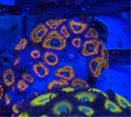 WYSIWYG - HD (ACI) Fruit Loops Zoas - 22+ Polyps