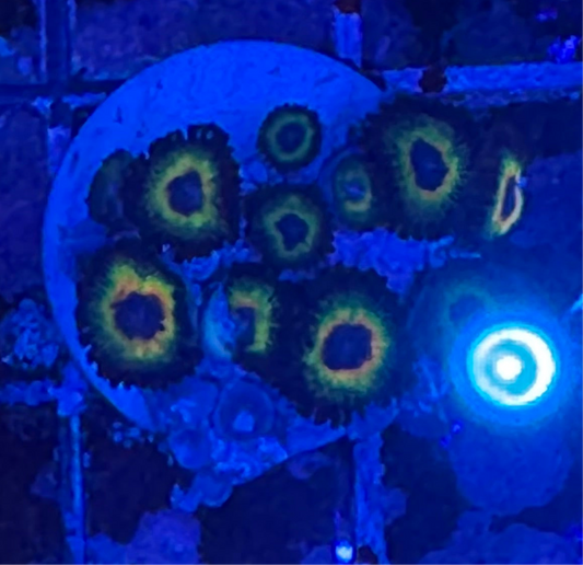 WYSIWYG - HD Bob Marley Zoas - 11+ Polyps