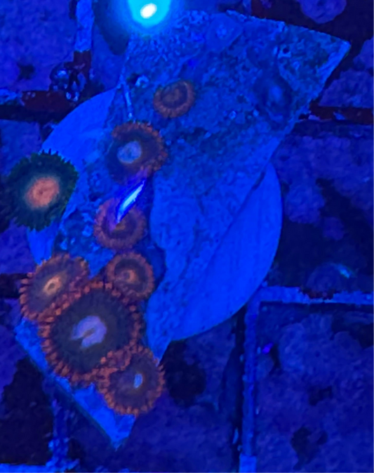 WYSIWYG - HD Gatorades and Friends Zoas - 8+ Polyps