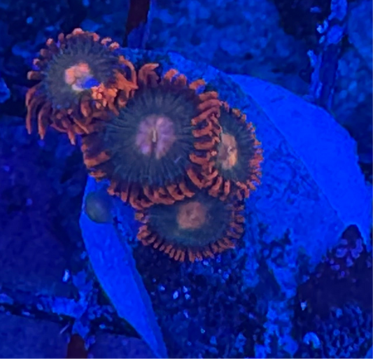 WYSIWYG - HD Gatorade Zoas - 5+ Polyps