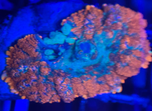 HD XL Fire Rim Rhodactis Mushroom