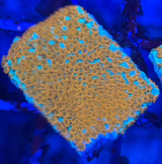 HD (ACI) Aquaman Monti - Frag - WYSIWYG