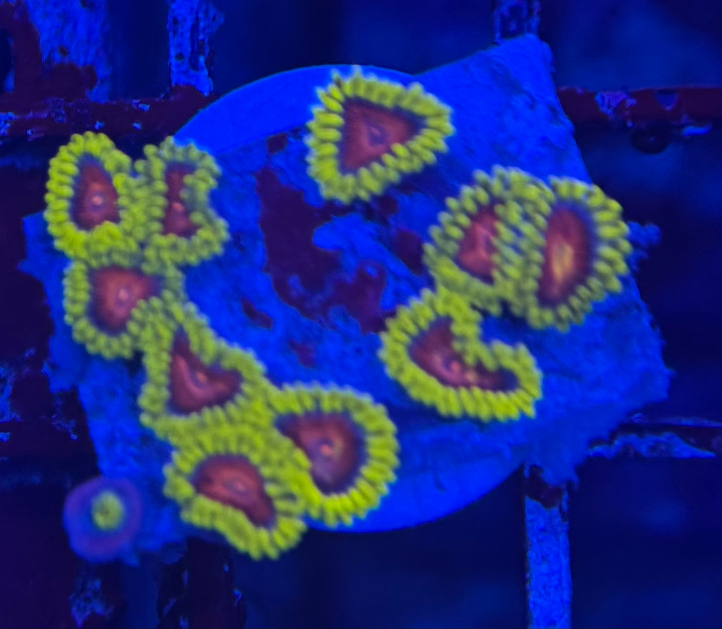 HD (CC) Spitfires Zoas- 11+ Polyps! - WYSIWYG