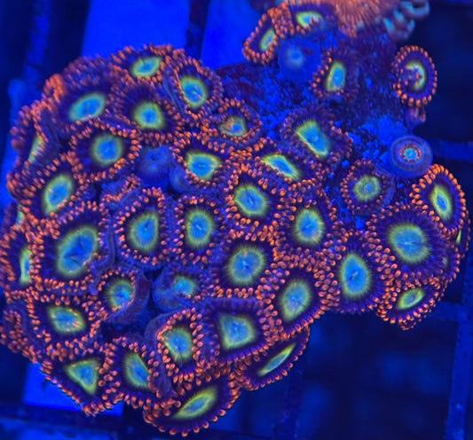 HD (TSA) Circus Freaks Zoas - 43+ Polyps