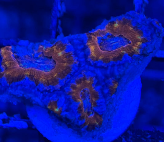HD Usedtoberainbow Acan Lord - 5 Polyps