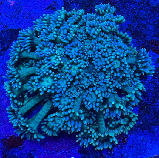 HD (TCK) Teal Goni - Cut To Order Frag!