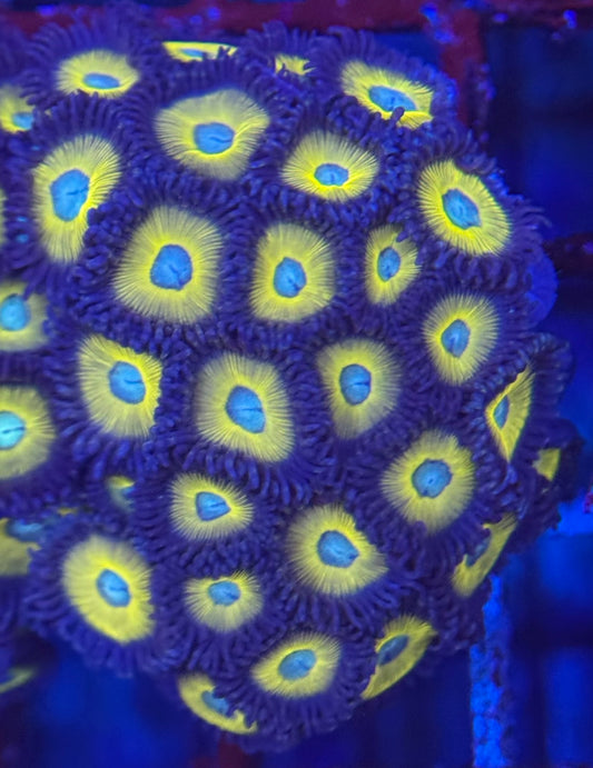 HD (ACI) Zombie Banana Zoas - 32+ Polyps! -WYSIWYG