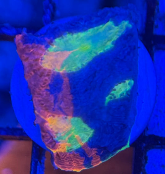 HD (ASD) Rainbow Cake Chalice