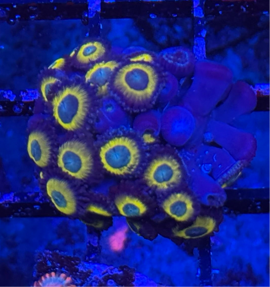 WYSIWYG - HD (ACI) Zombie Banana Zoas - 24+ Polyps