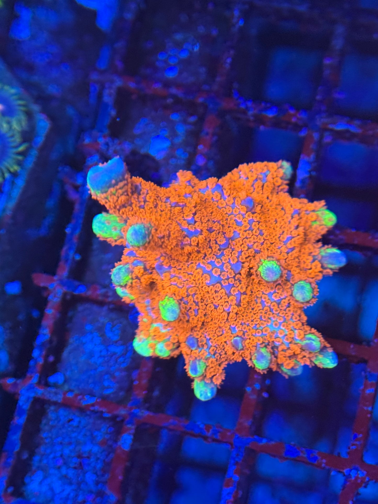 HD (ACI) Forest Fire Digi - Large Frag! - WYSIWYG