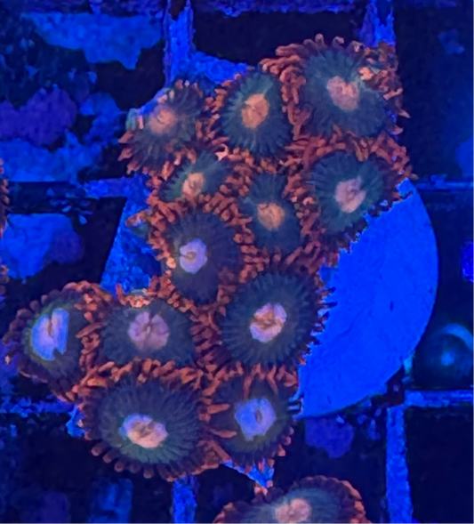 WYSIWYG - HD Gatorade Zoas - 12+ Polyps
