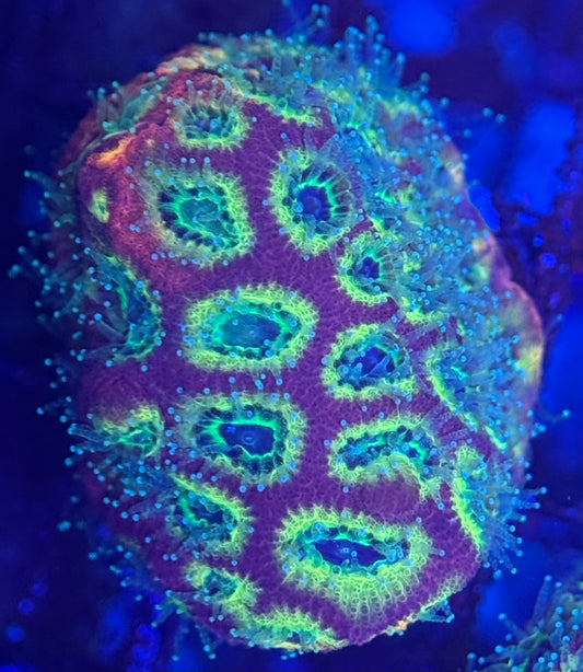 HD (ACI) Fireworks Favites - Xl Frag - WYSIWYG
